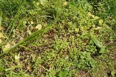 Microstegium vimineum