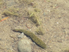Haemopidae