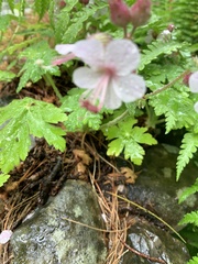 Geranium macrorrhizum