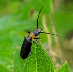 Oxycopis notoxoides