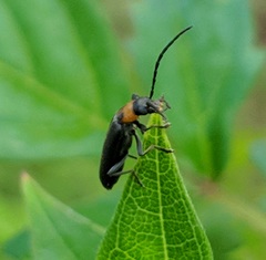 Oxycopis notoxoides