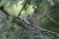 Empidonax difficilis