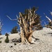 Great Basin Bristlecone Pine - Photo (c) wilsonl, some rights reserved (CC BY-NC)