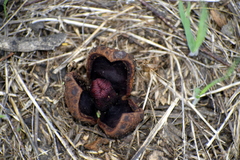 Prosopanche americana