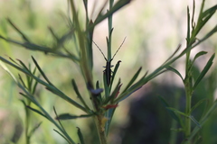 Agapanthia suturalis