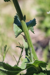 Agapanthia suturalis