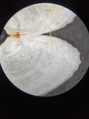 Cumingia californica