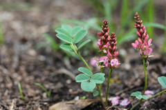 Indigofera baileyi