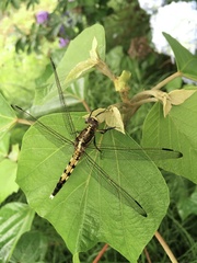 Orthetrum albistylum
