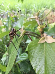 Orthetrum albistylum
