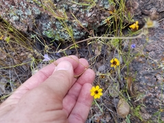 Campanula reverchonii