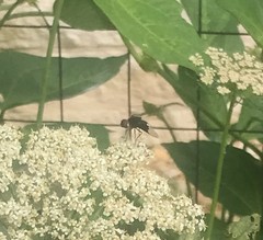 Copestylum mexicanum