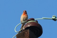 Haemorhous mexicanus