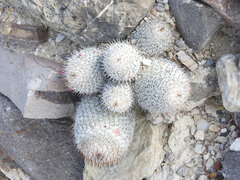 Mammillaria haageana meissneri