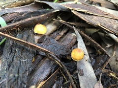 Gymnopilus eucalyptorum