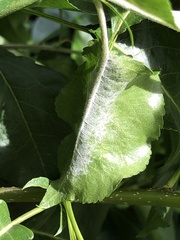 Podosphaera leucotricha