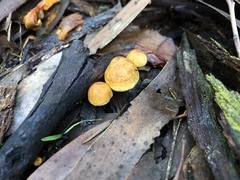 Gymnopilus eucalyptorum