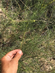 Parryella filifolia