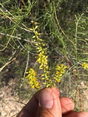Parryella filifolia