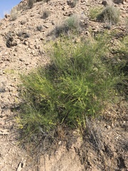 Parryella filifolia