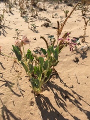 Tripterocalyx carneus