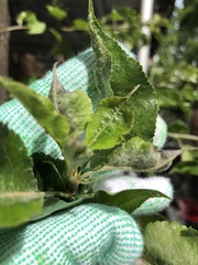 Podosphaera leucotricha