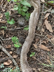 Pantherophis obsoletus