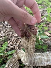 Pantherophis obsoletus