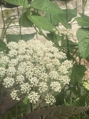 Copestylum mexicanum