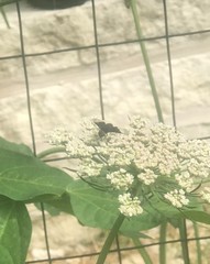 Copestylum mexicanum