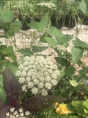 Copestylum mexicanum