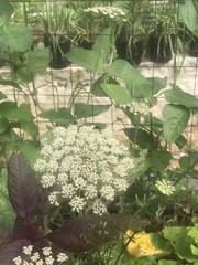 Copestylum mexicanum