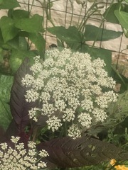 Copestylum mexicanum