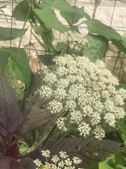 Copestylum mexicanum