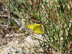 Colias harfordii