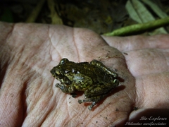 Philautus aurifasciatus