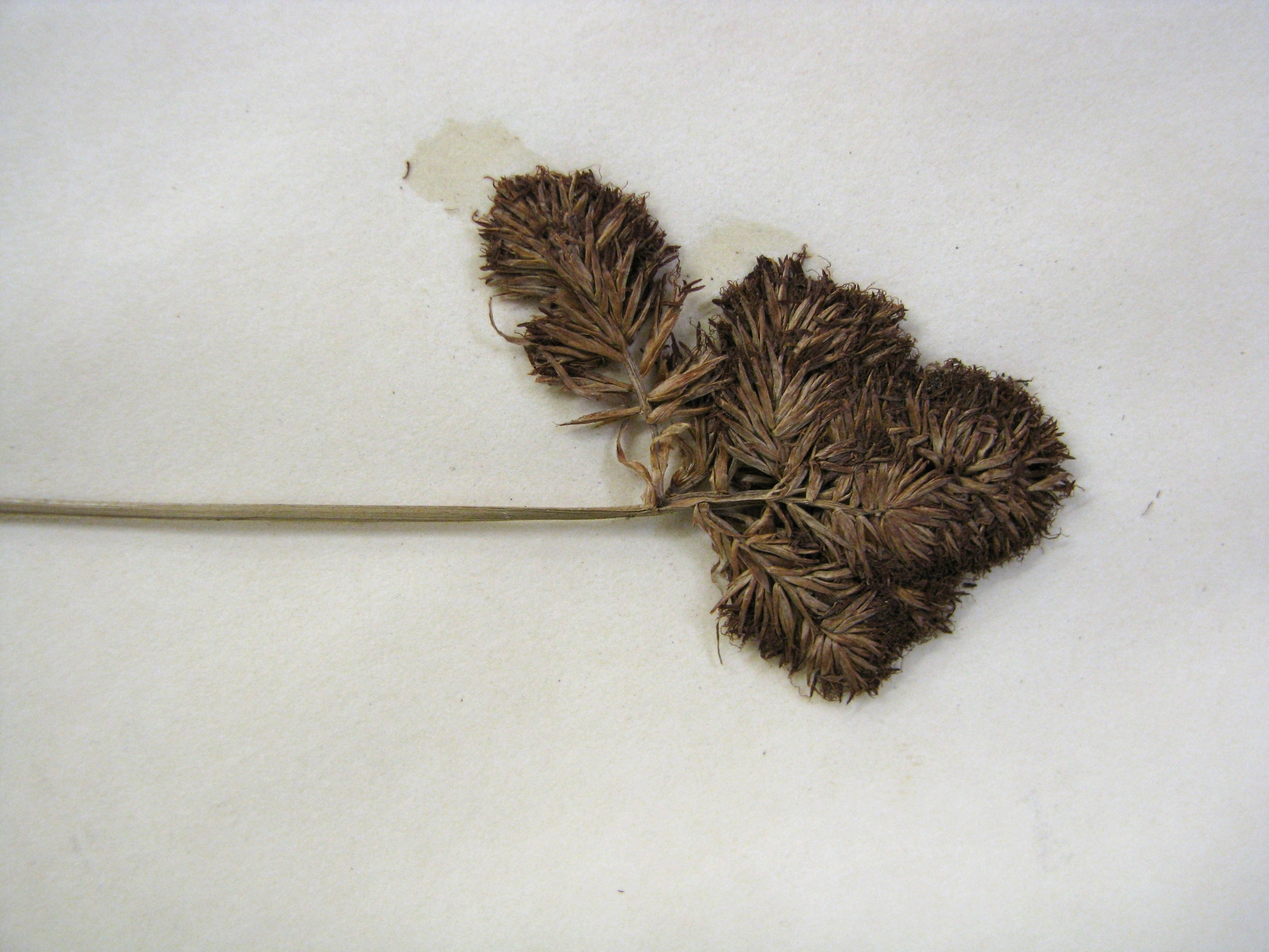 Cyperus neokunthianus