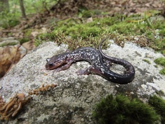 Plethodon punctatus
