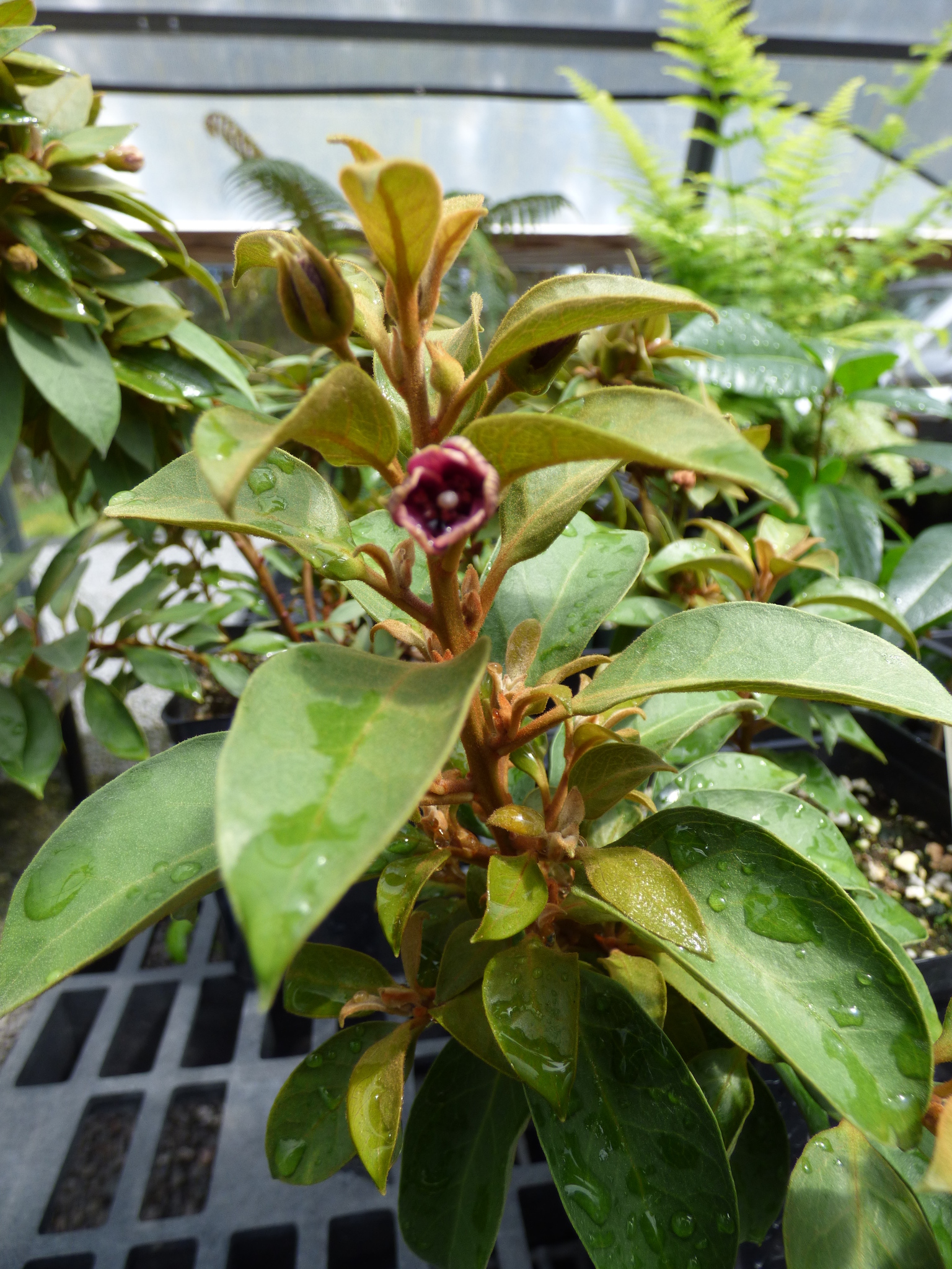 Lysimachia lydgatei