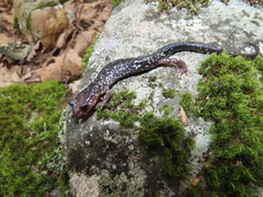 Plethodon punctatus
