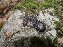 Plethodon punctatus