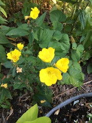 Oenothera pilosella