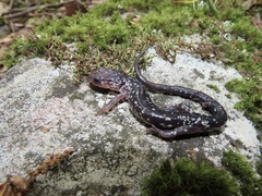Plethodon punctatus