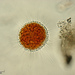 Vampyrellidae - Photo (c) 
Giuseppe Vago,  זכויות יוצרים חלקיות (CC BY)