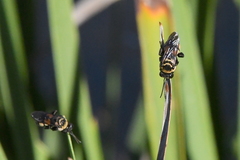 Triepeolus concavus