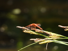 Sympetrum illotum