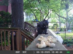 Sciurus carolinensis