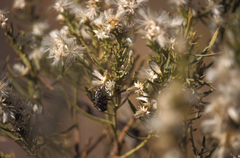 Baccharis paniculata