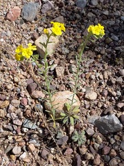 Lithospermum cobrense