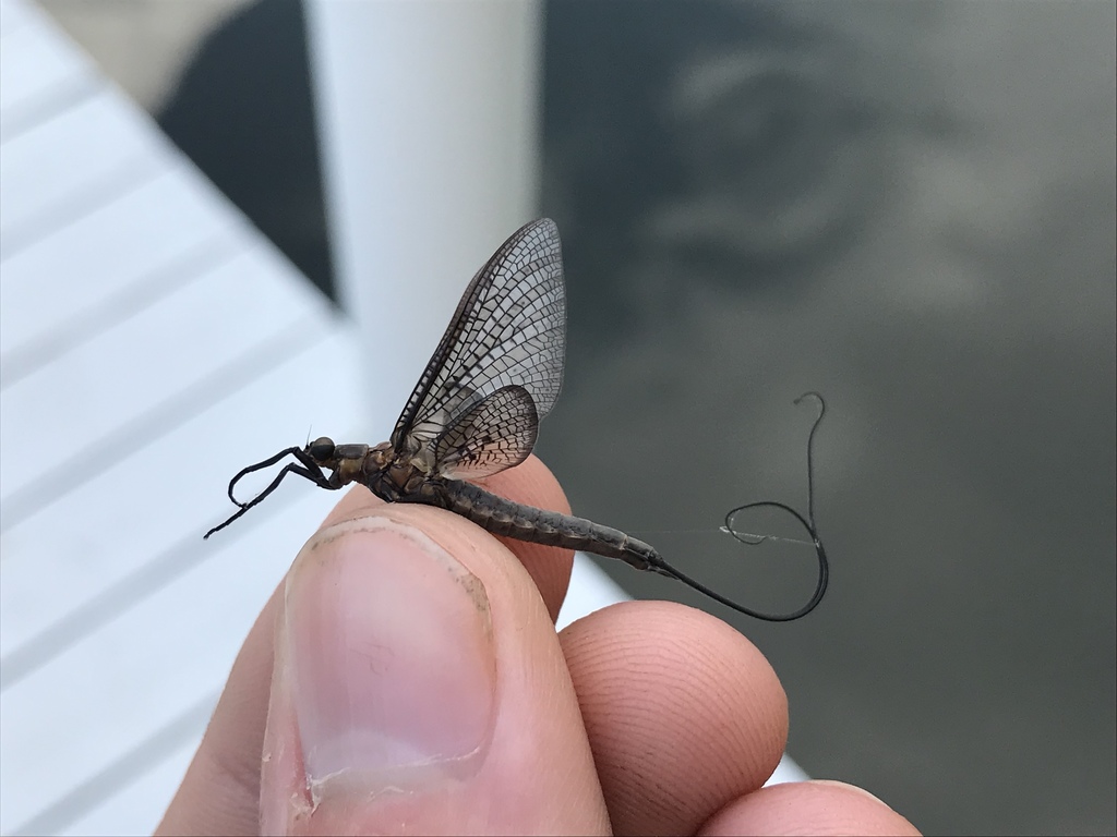Emergent Mayfly